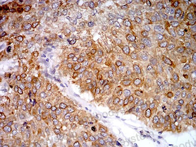 Валидация AntibodySystem RHA07501 (24)