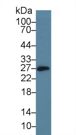 9834