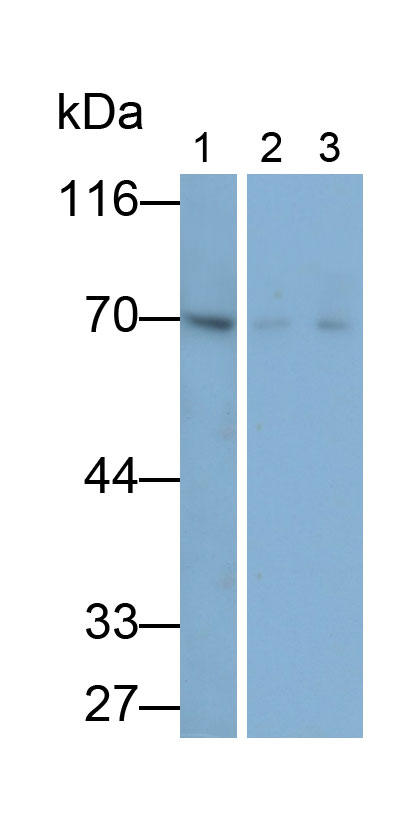 33242