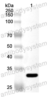 Валидация AntibodySystem PHA43101