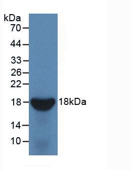 4293