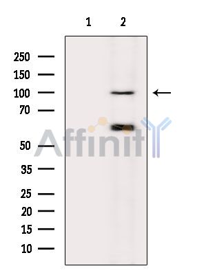 Валидация Affinity DF15697 - 12159