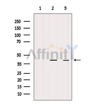 Валидация Affinity DF9030 - 21263