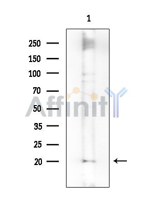 Валидация Affinity DF14667 - 10711
