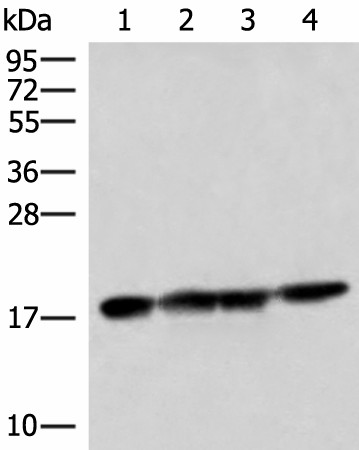 Валидация Elabscience E-AB-52055