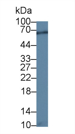 12775