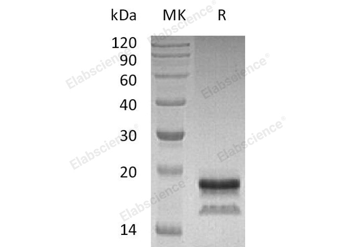 Валидация Elabscience PKSH032621(3062)