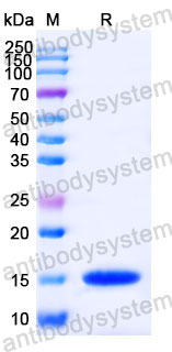 Валидация SDS-PAGE - AntibodySystem RHC15802