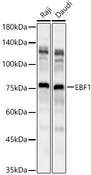 Валидация Elabscience E-AB-90481