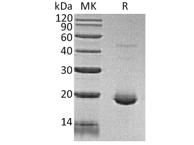 Валидация Elabscience PKSH033611(3900)