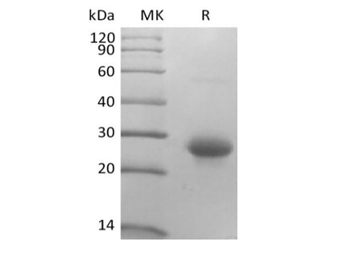 Валидация Elabscience PKSM041426(5301)