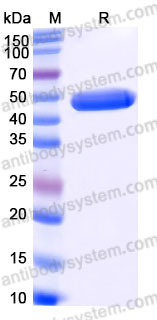 EHD17202, SDS-PAGE