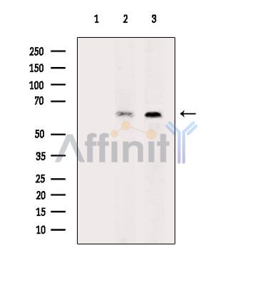 Валидация Affinity DF7030 - 18663