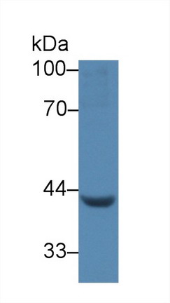 10087