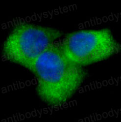Валидация IF - AntibodySystem RHE48305