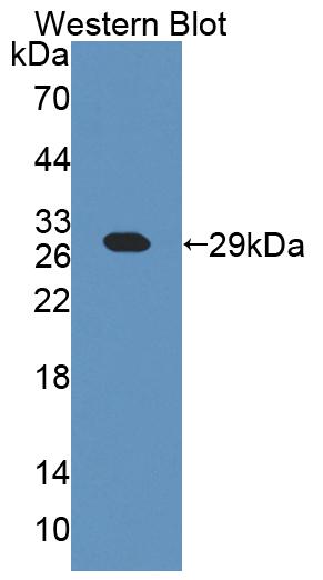 59042