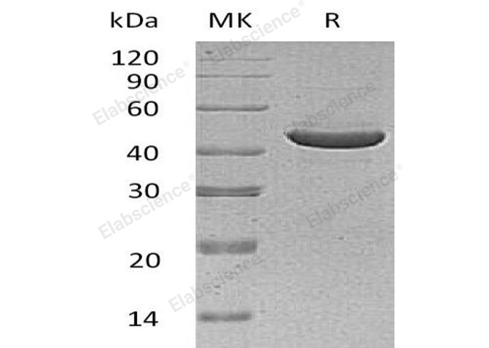 Валидация Elabscience PKSH030698(1570)