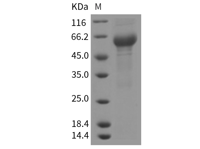 Валидация Elabscience PKSR030142(5509)