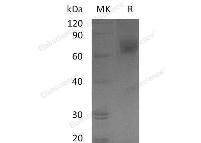Валидация Elabscience PKSH030428(1358)