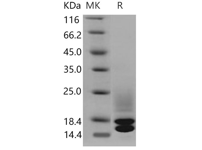 Валидация Elabscience PKSM040784(4751)