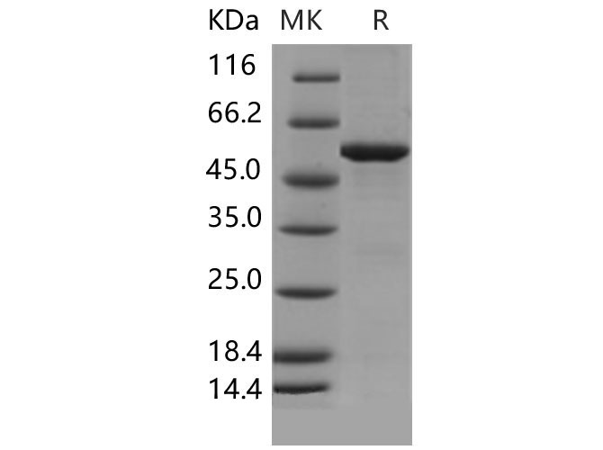 Валидация Elabscience PKSM040487(4482)