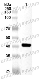 Валидация AntibodySystem PHA44801