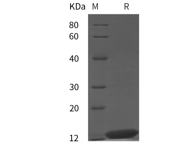Валидация Elabscience PDEV100017(770)