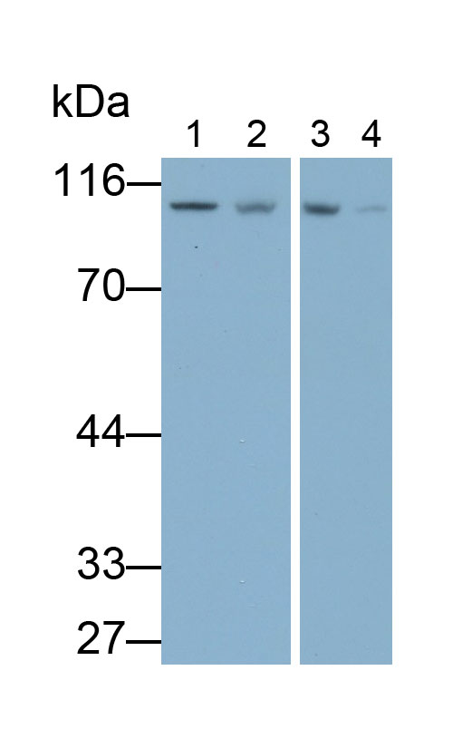 12877
