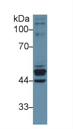 9155