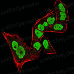 Валидация IF - AntibodySystem RHE45606
