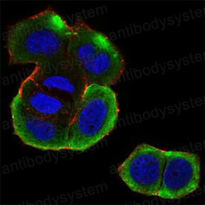 Валидация IF - AntibodySystem RHF61502
