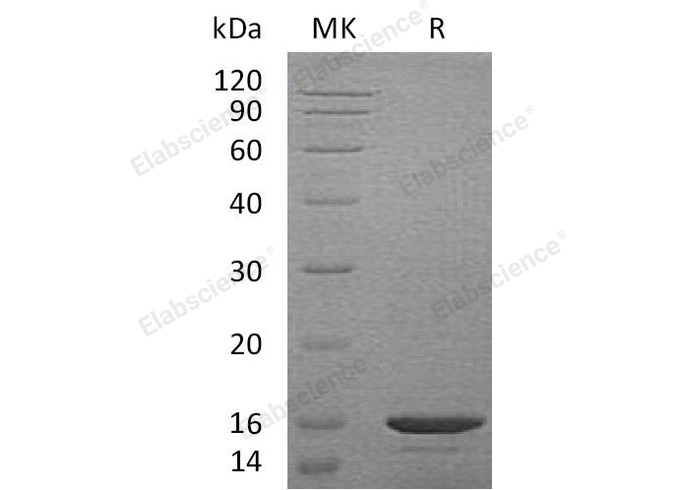 Валидация Elabscience PKSM040980(4917)