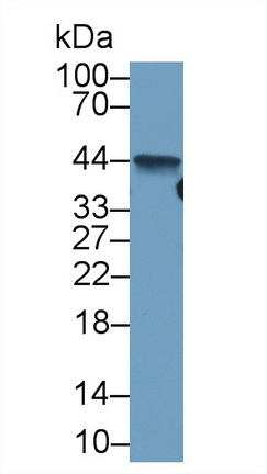 14683