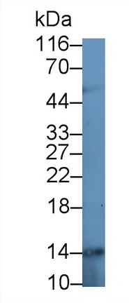 22046