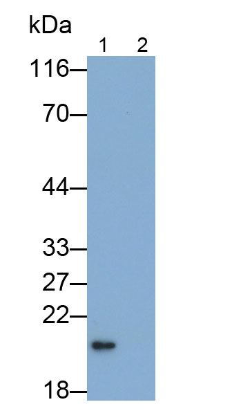 33159