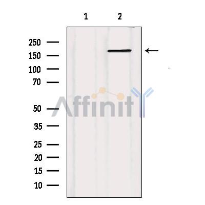Валидация Affinity DF7149 - 18800