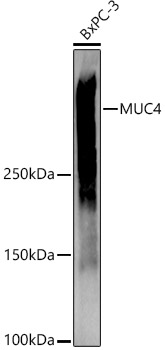 Валидация Elabscience E-AB-91656