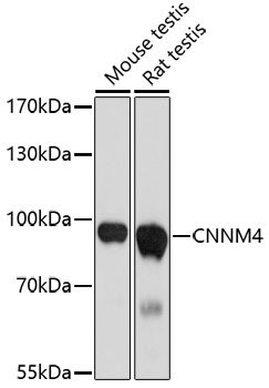 Валидация Elabscience E-AB-67058