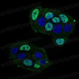 Валидация IF - AntibodySystem RHN94001