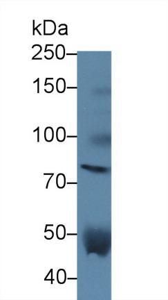 9897