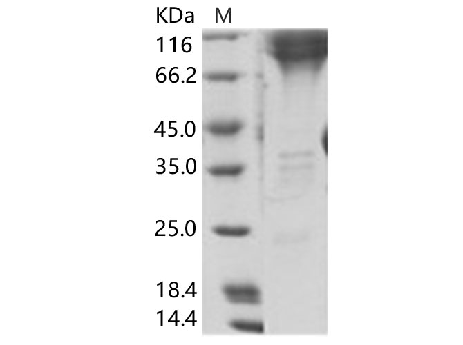 Валидация Elabscience PKSV030157(5934)