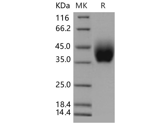Валидация Elabscience PKSM040457(4454)