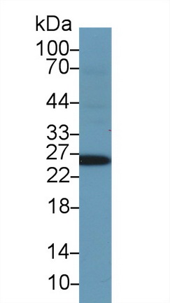 10300