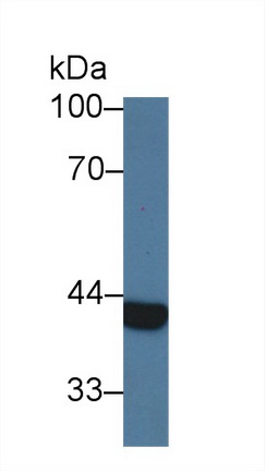9544