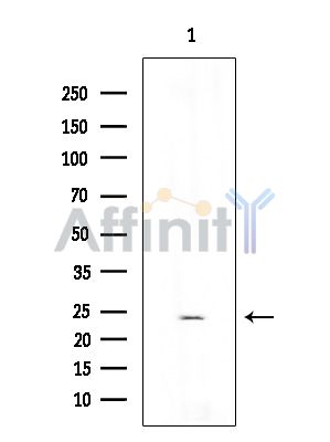 Валидация Affinity DF15268 - 11553