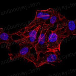 Валидация IF - AntibodySystem RHF53206 (1041)