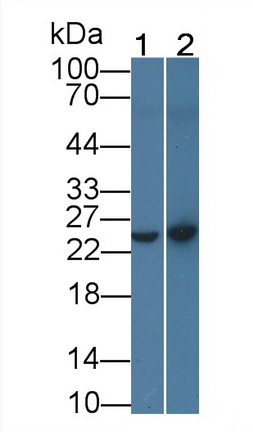 8240