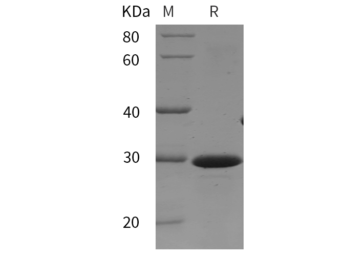 Валидация Elabscience PDEM100292(618)