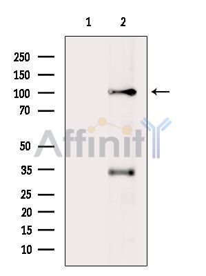 Валидация Affinity DF9529 - 22179