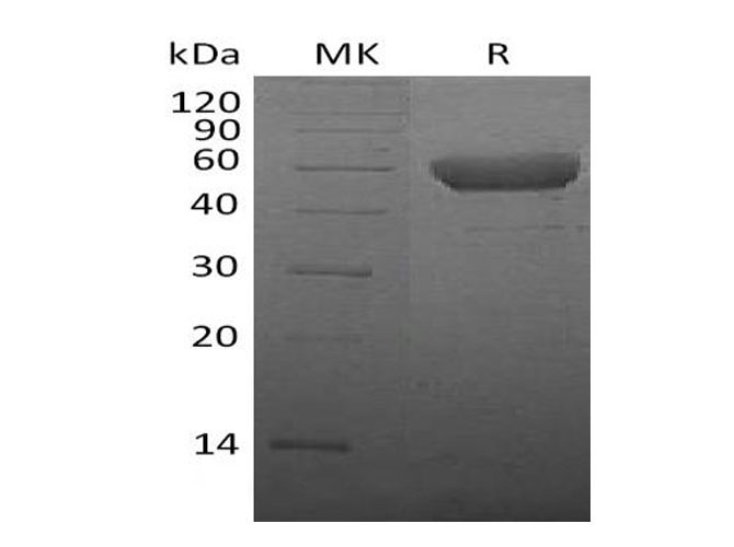 Валидация Elabscience PKSM041002(4938)